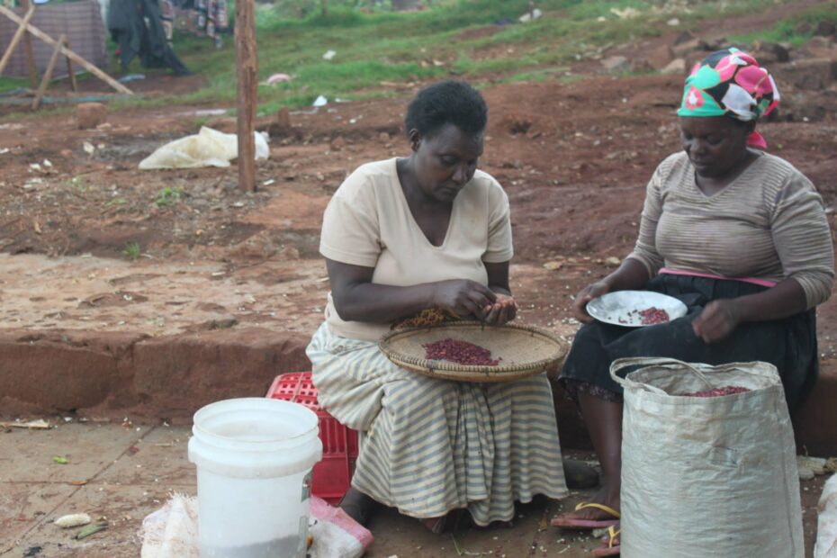 Photo of two African women sorting beans, used in an article exploring the origins of racism